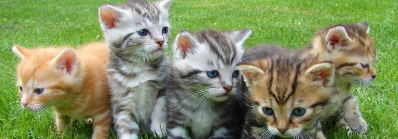 #CatCareGuide, #FelineWellness, #HappyCatLife, #KittenHealth, #PetParentingTips