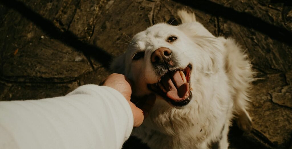 Caring for Wildlife Pets