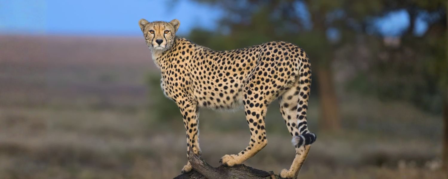 Educational Initiatives