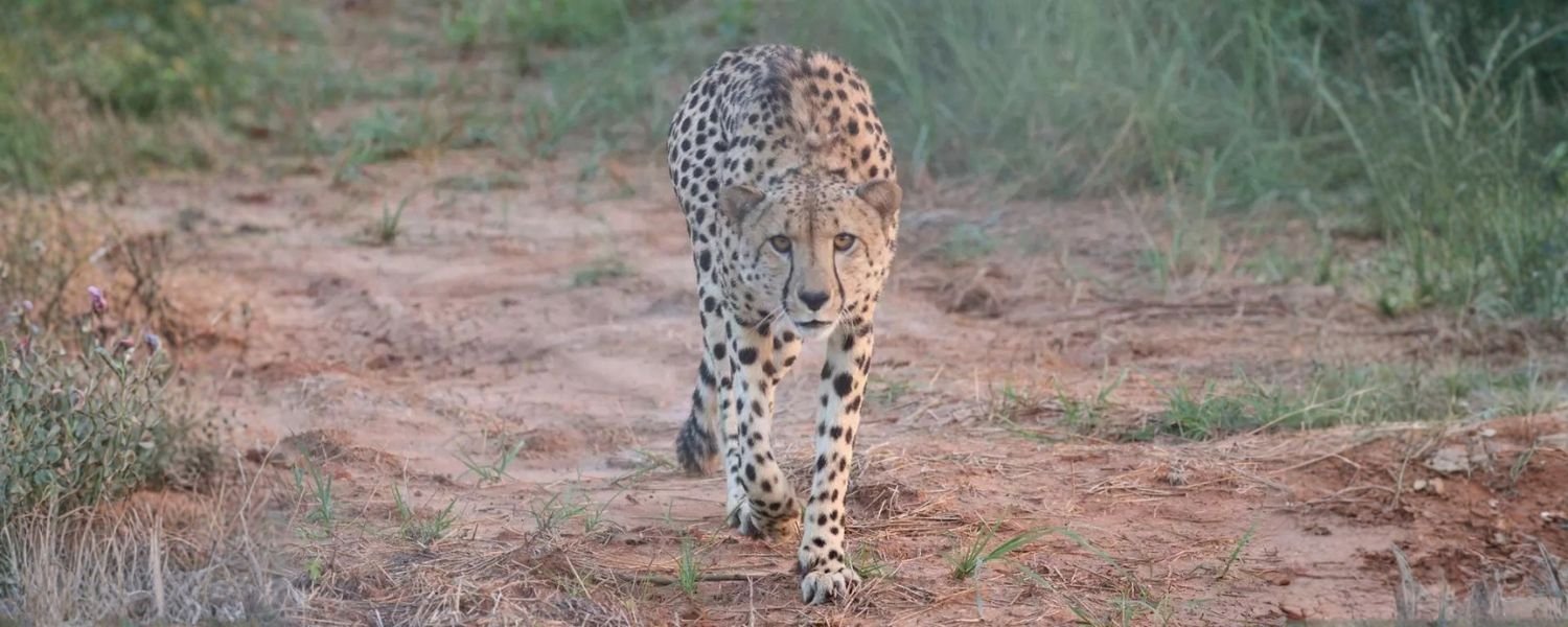 The Arrival of Pavan, Kuno National Park