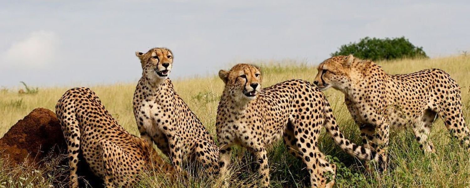 The Cheetah Reintroduction Project Timeline