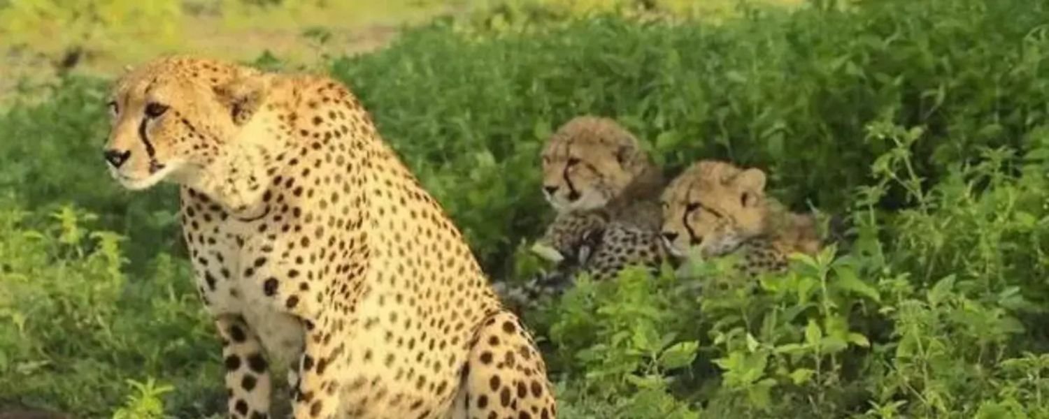 The Significance of Cheetah Reintroduction, Kuno National Park