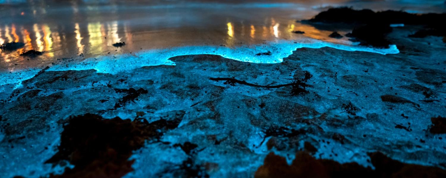 Best bioluminescence beach in india
Neil Island in the Andaman and Nicobar Island,
Juhu Beach in Mumbai,
turquoise paradise of Kavaratti Island in Lakshadweep,
Chandipur Beach in Odisha, 
Rann of Kutch in Gujarat,
Havelock Island,
Lakshadweep Islands, 
Mattu Beach
Betalbatim Beach, 
Purushwadi, 
Kavaratti Island Lakshadweep