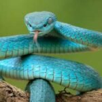 Top 10 most venomous snake in the worl, most venomous snake in india, top 10 deadliest snakes in the world