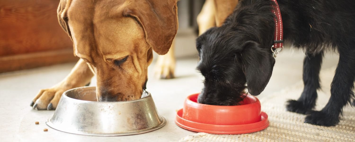 Balanced Nutrition for Optimal Health