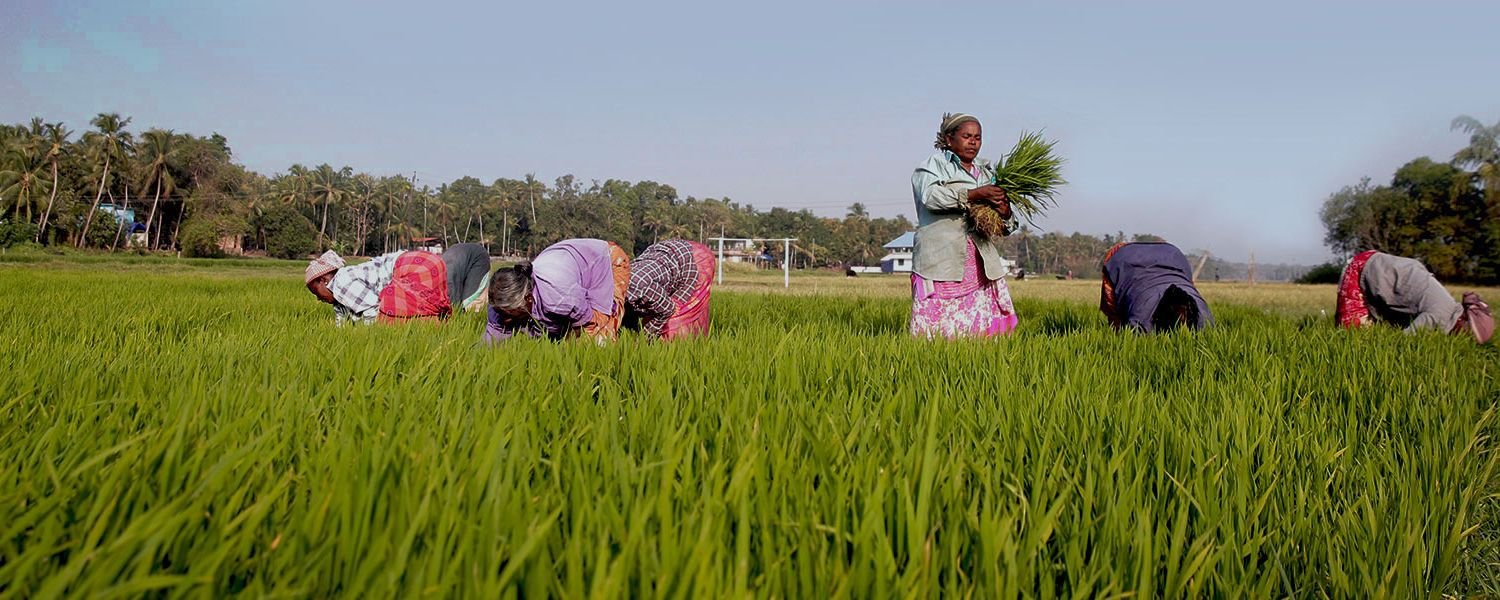 Cultivation and Harvesting
