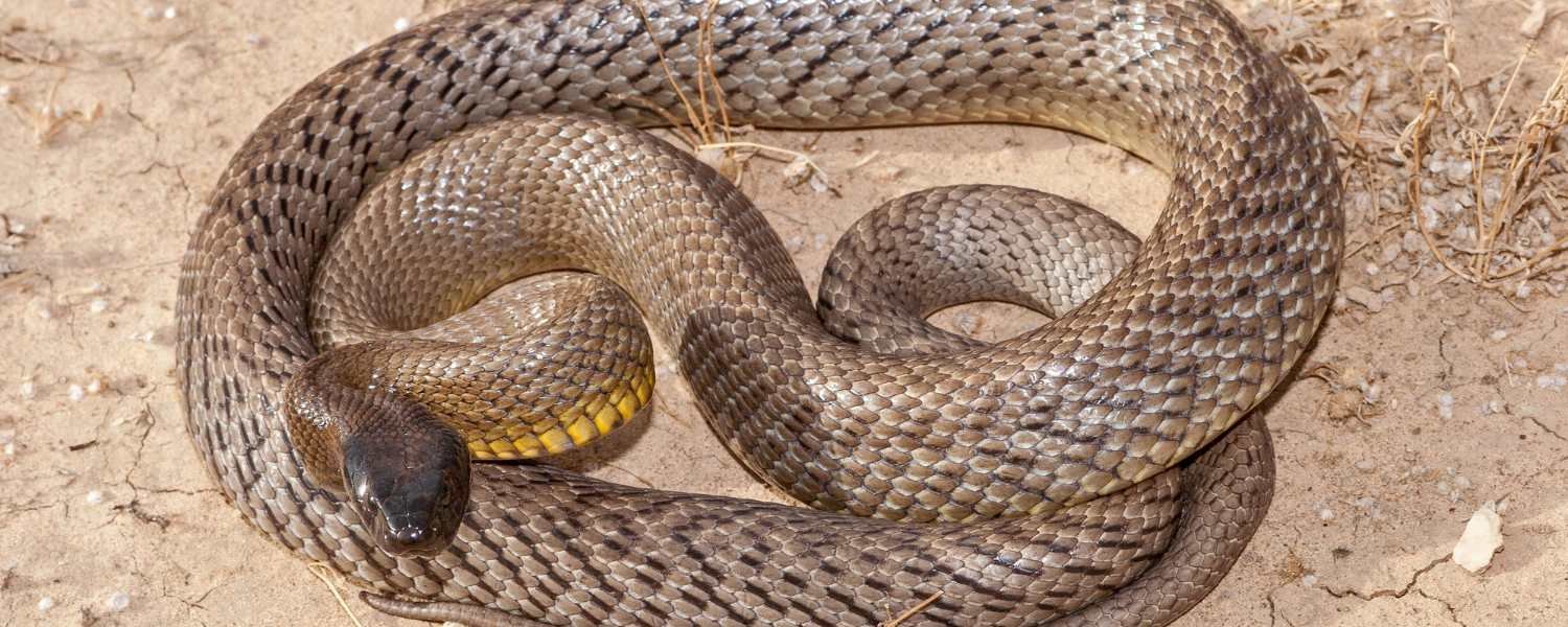 Inland Taipan