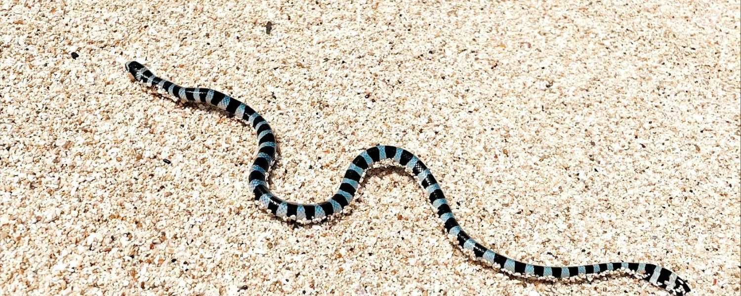 Belcher's Sea Snake