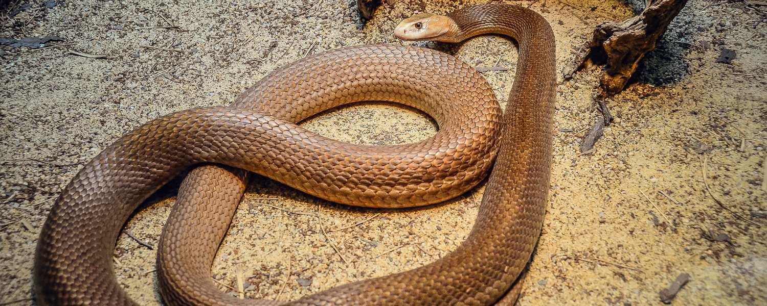 Taipan Snakes