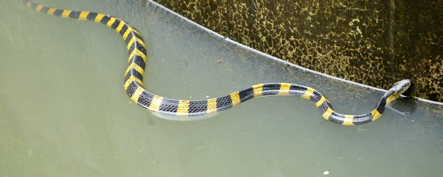 Many-Banded Krait