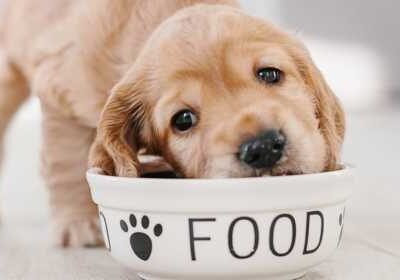 top 10 human foods dogs can eat, list of foods dogs can eat, what foods can dogs not eat,