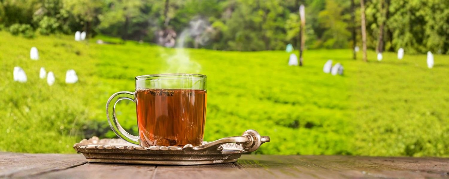 Darjeeling Tea, West Bengal
