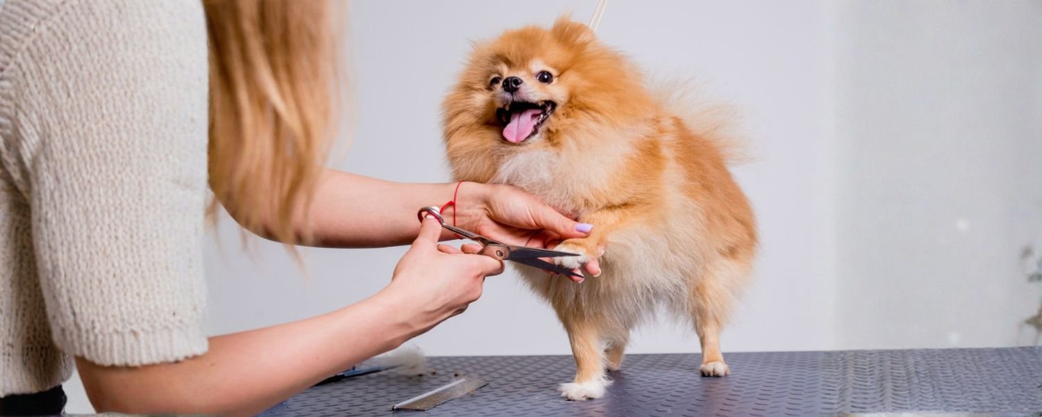 Grooming and Hygiene