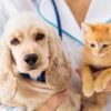 Puppy Care Guide Nurturing a New Companion