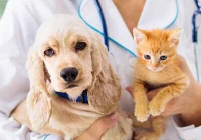Puppy Care Guide Nurturing a New Companion