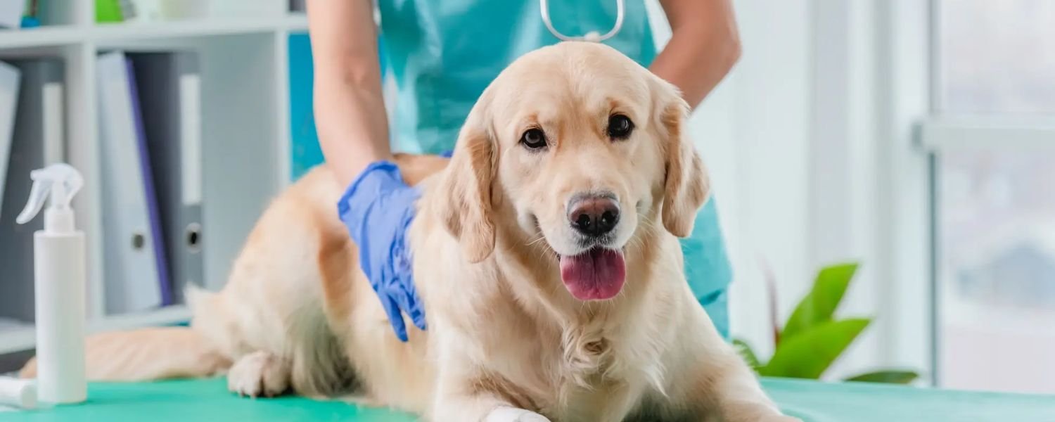 Regular Veterinary Care