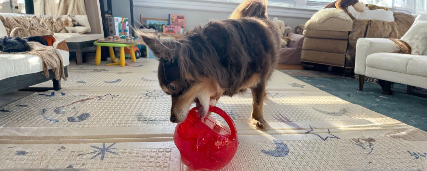 Safe and Stimulating Toys_ Enhancing Your Pet’s Living Environment