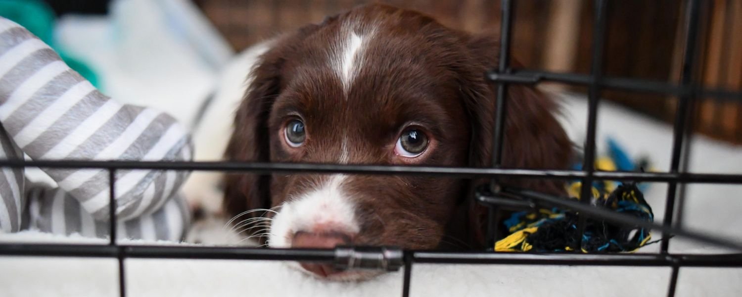 The First Days_ Building Trust and Familiarity