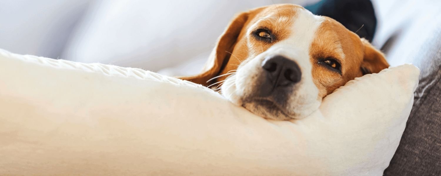 The Importance of a Comfortable and Secure Space