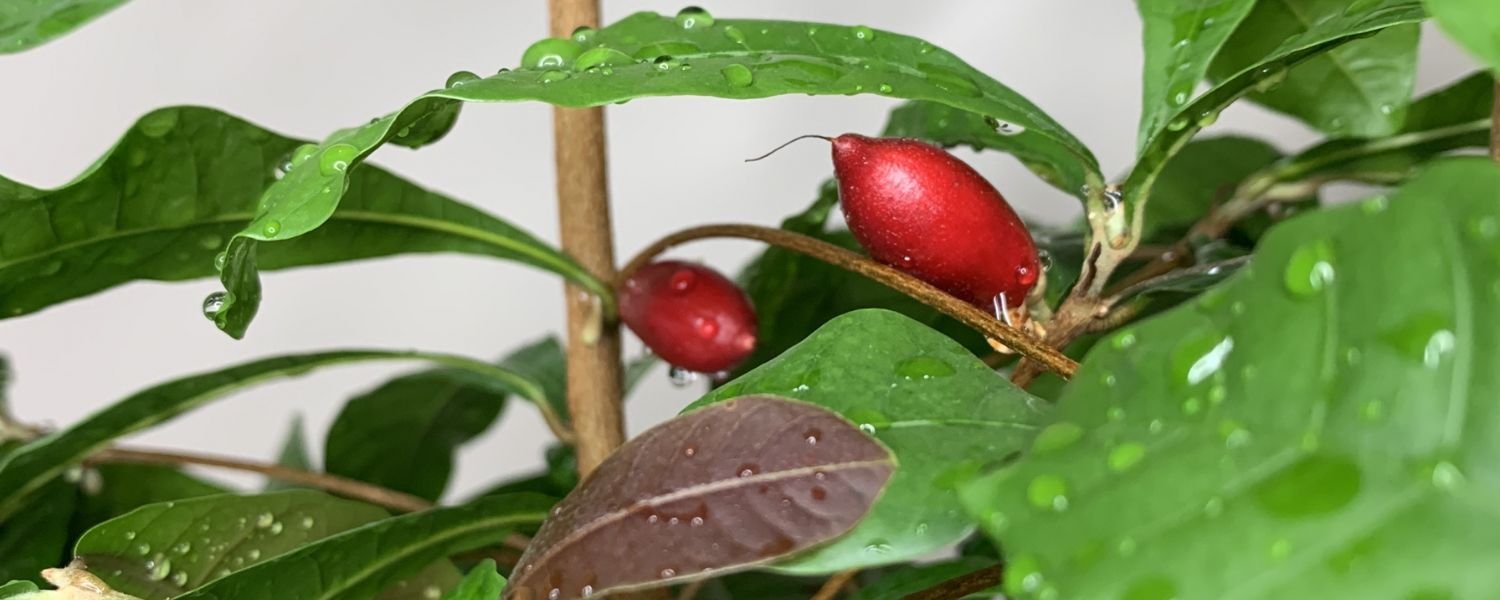 The Introduction to the ‘Fruit of Heaven’