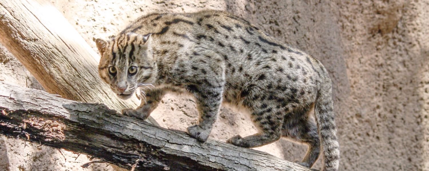The Plight of the Fishing Cat, State animal of West Bengal