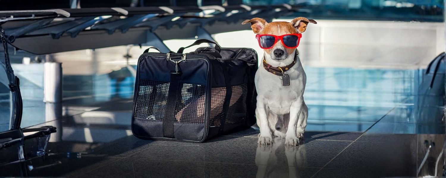 Traveling with Pets