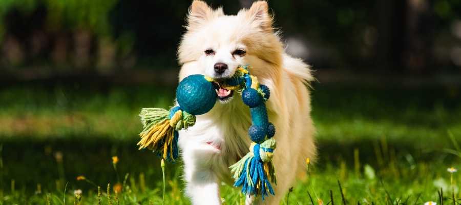 Pet care tips for beginners, Pet care tips at home, pet tip of the day, 5 ways to take care of animals, 10 ways to take care of animals, 5 ways to take care of animals for class 1, 10 golden rules in taking care of pets, tips for dog owners