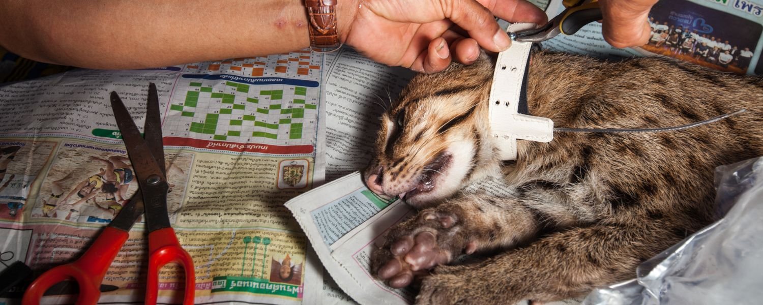 Why should we care, State animal of West Bengal