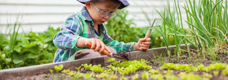 Home Gardening, Backyard Vegetables, Gardening Tips, Vegetable Cultivation, Organic Home Farming,