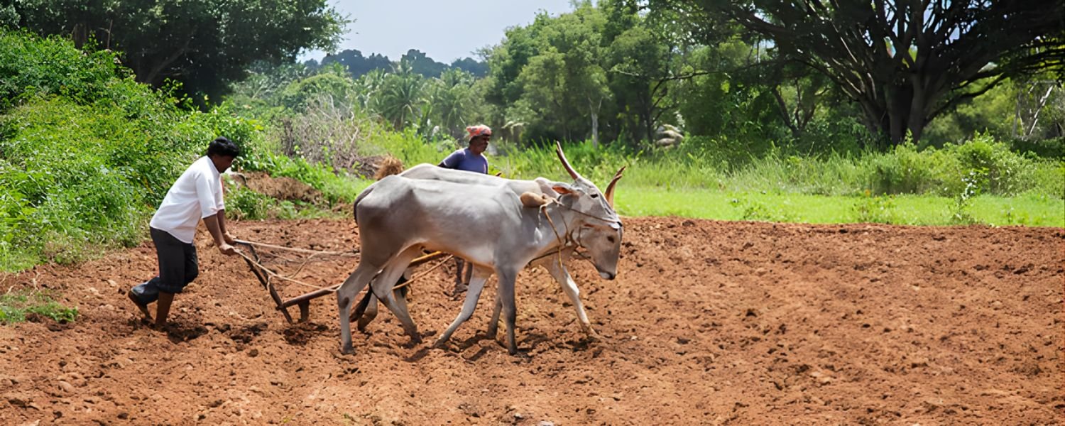 Cooperative model and farmers' empowerment