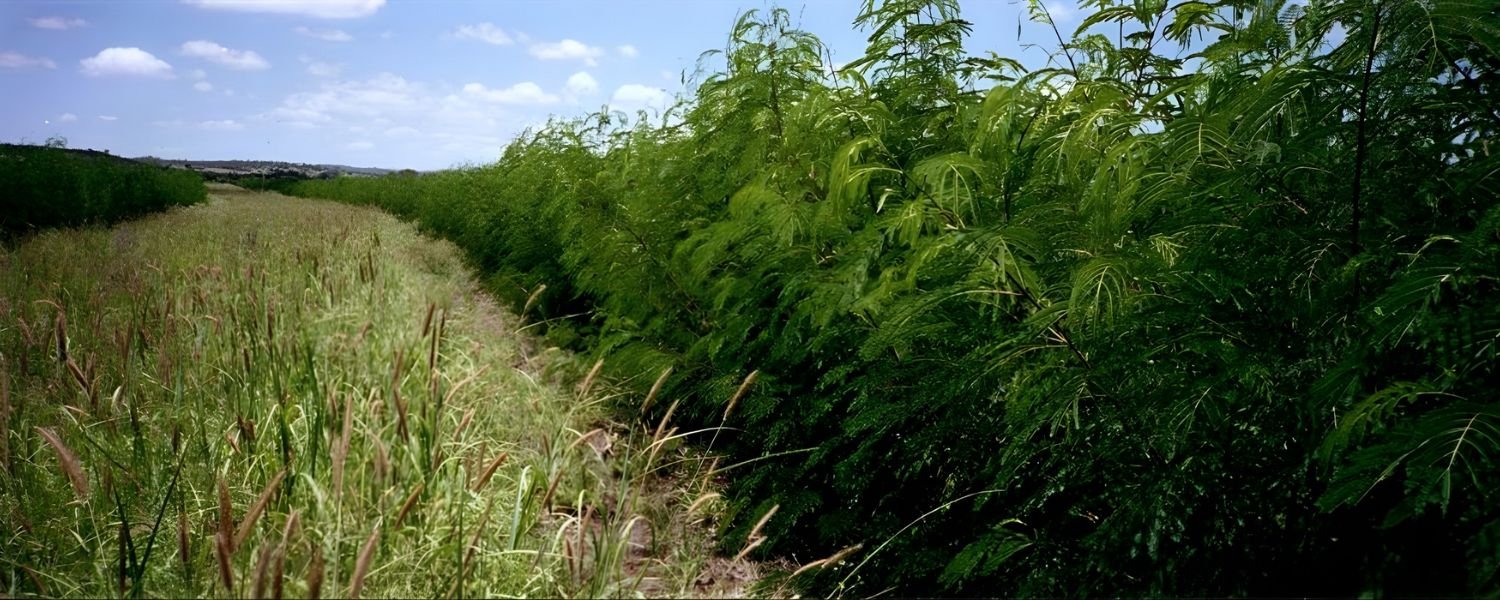 Cultivation and Propagation