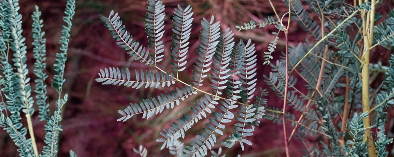 Historical Significance