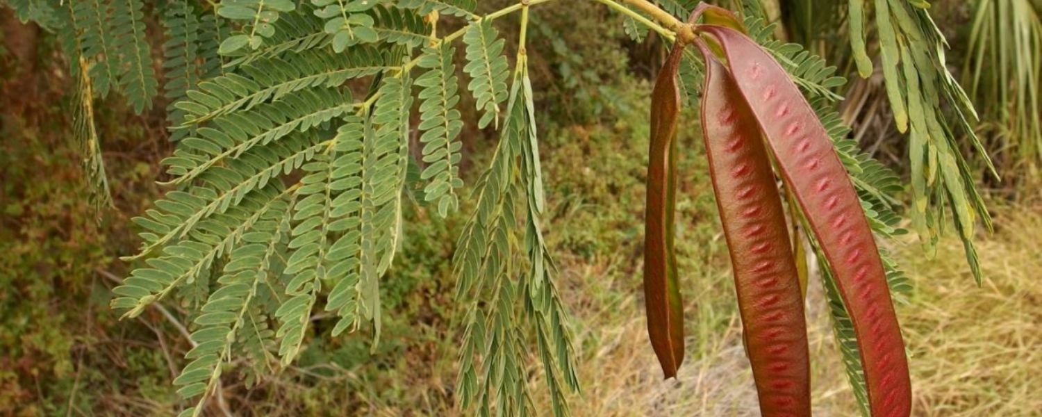 Invasive potential and management strategies