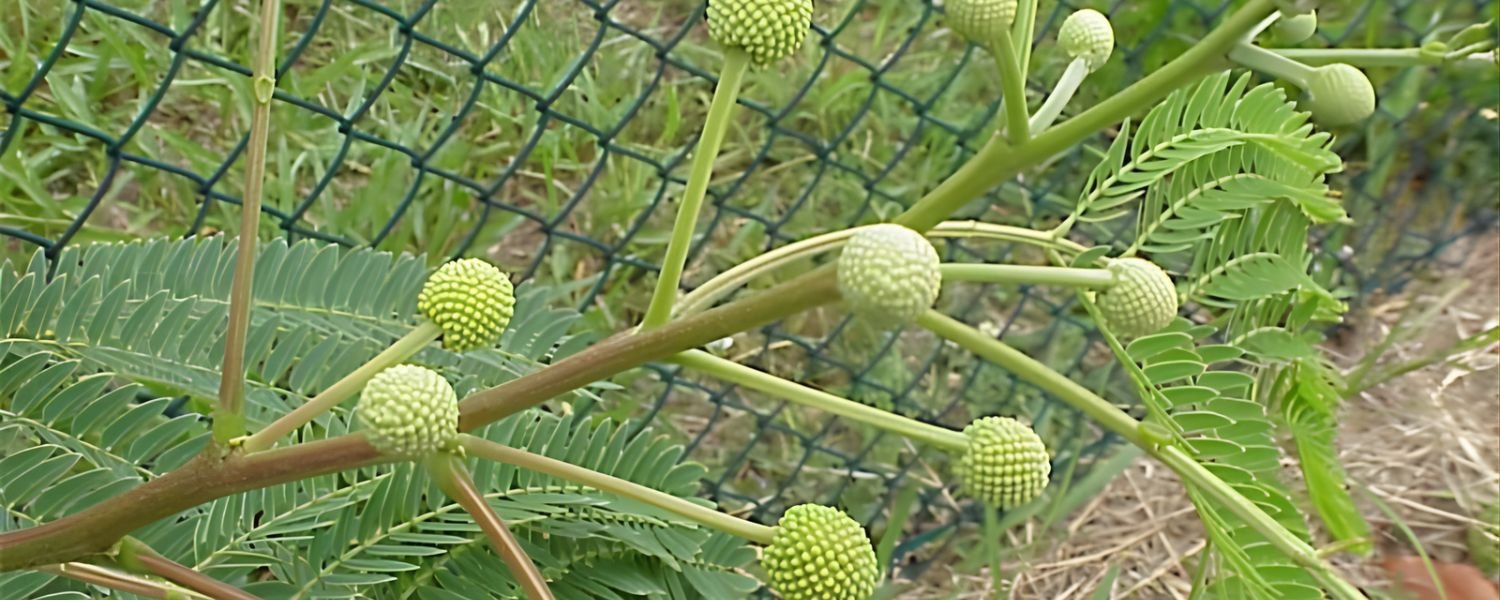 Native regions and habitat