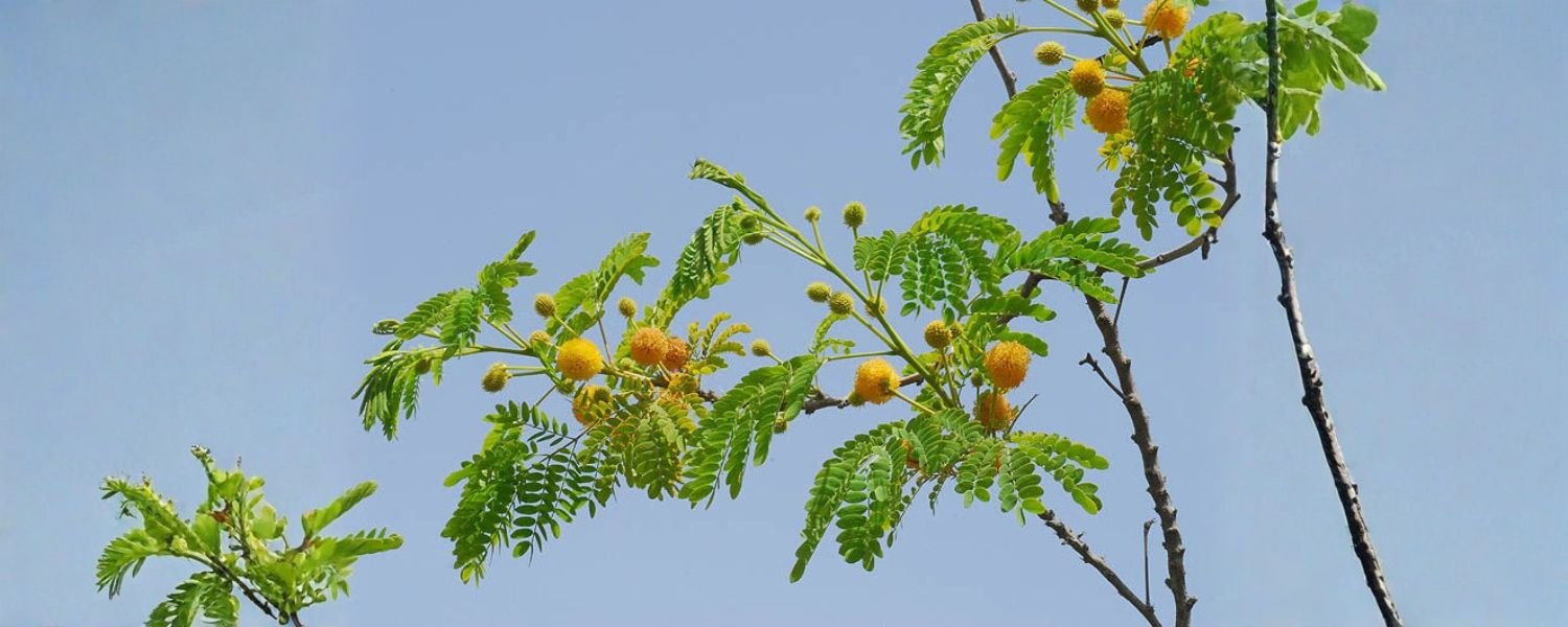 Nutritional and Medicinal Properties