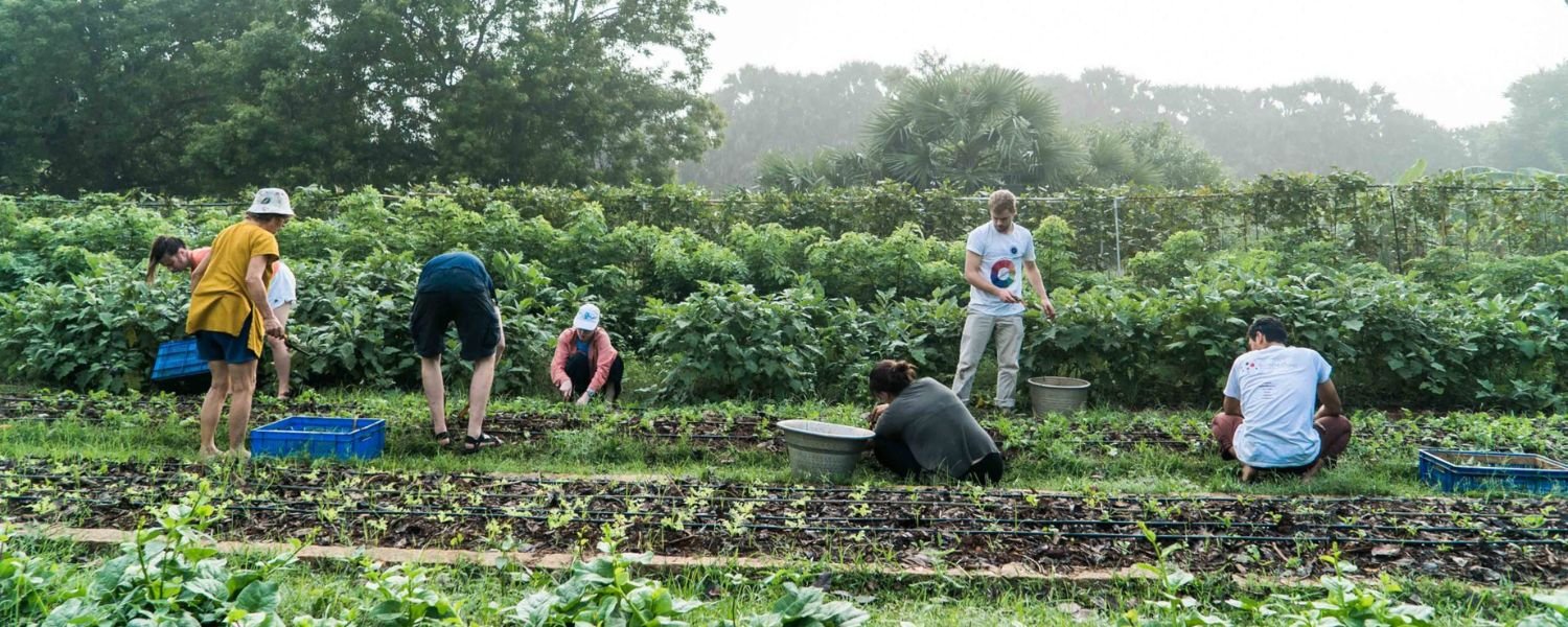 Organic farming and permaculture in Auroville
