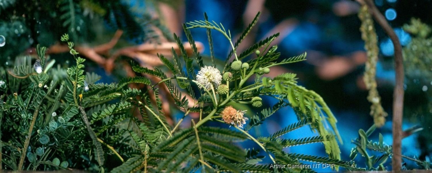 Physical characteristics