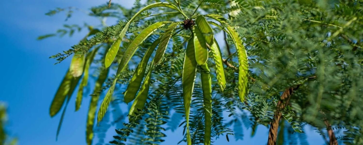 Scientific classification