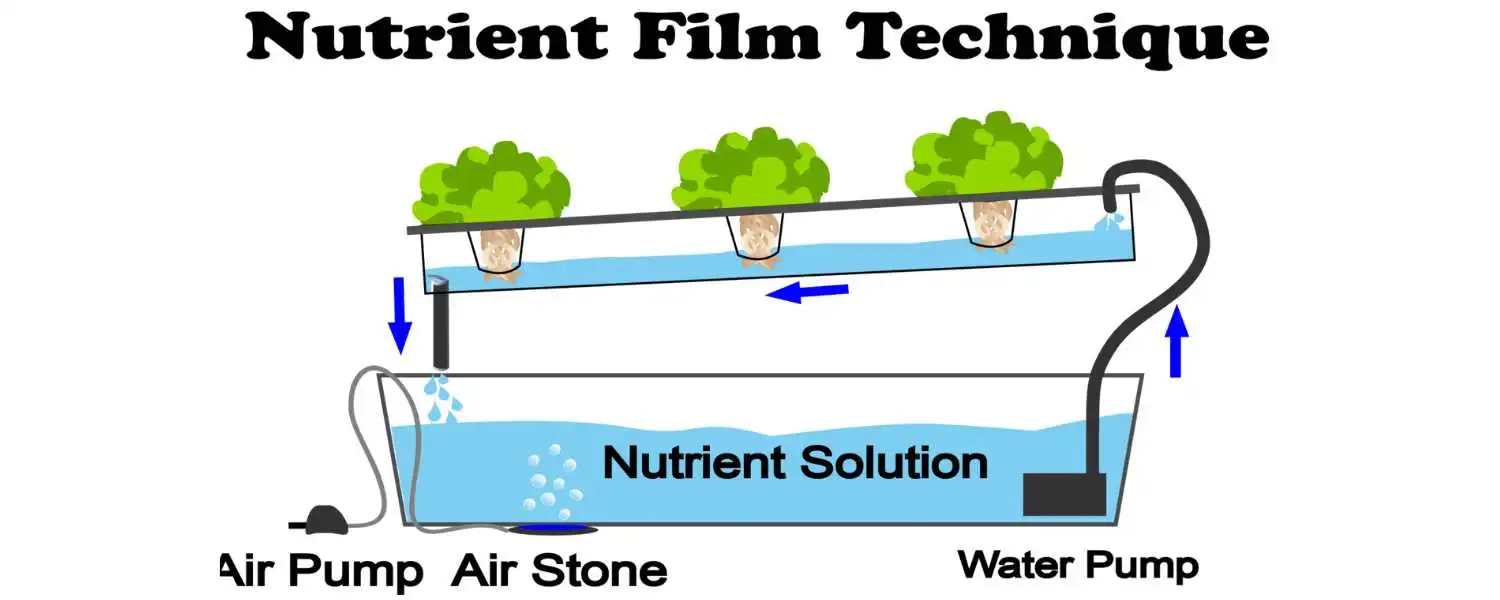 Nutrient Film Technique