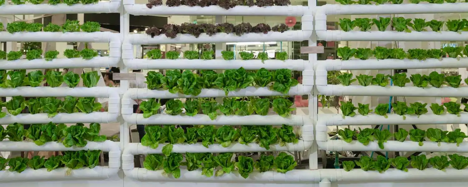 Vertical Hydroponic Systems