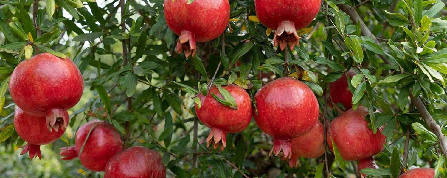 Choosing a suitable variety of pomegranate