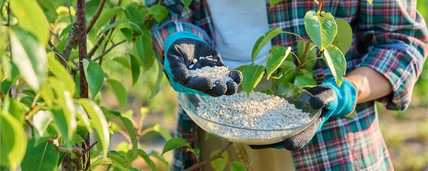 Fertilizing pomegranate plants