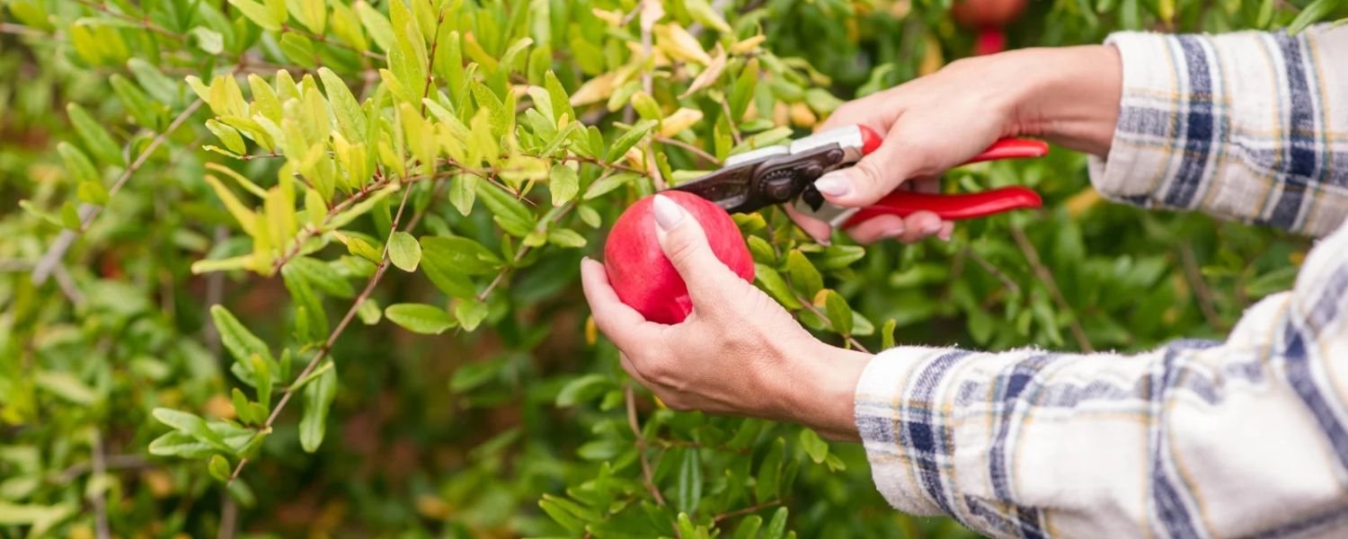 Harvesting ripe pomegranates