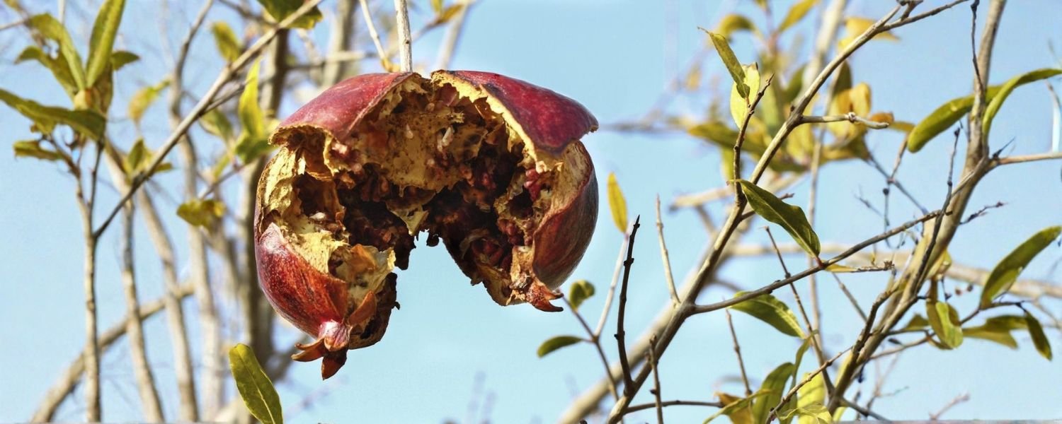 Managing pests and diseases