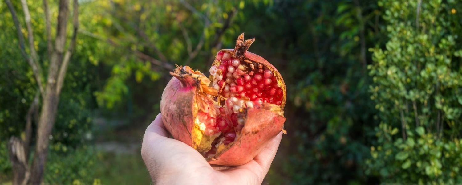 Planting pomegranate seeds or saplings