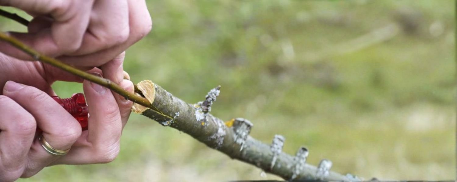 Propagation methods such as grafting and cutting