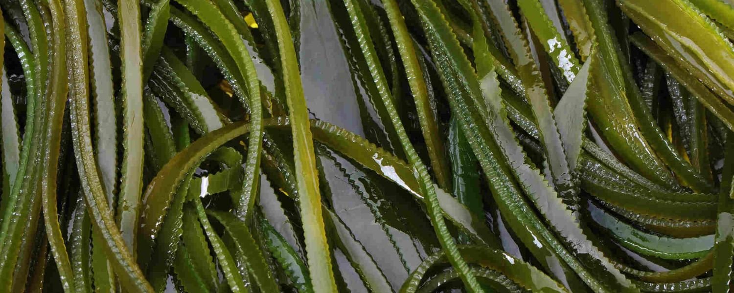Seaweed and Kelp