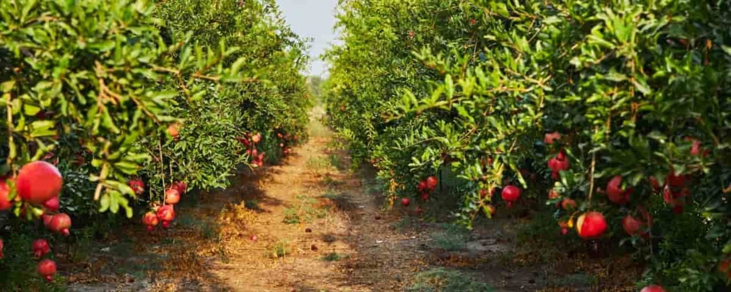 Selecting a suitable location for planting