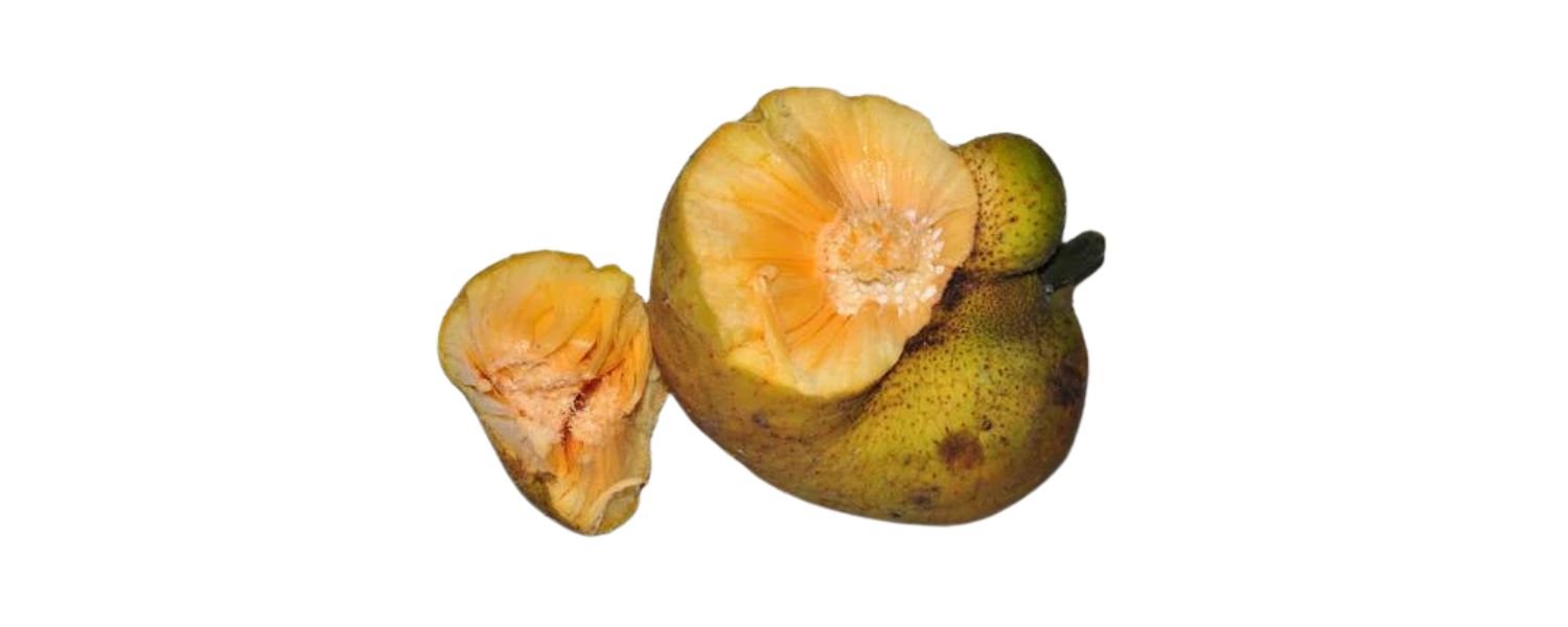 Monkey Fruit