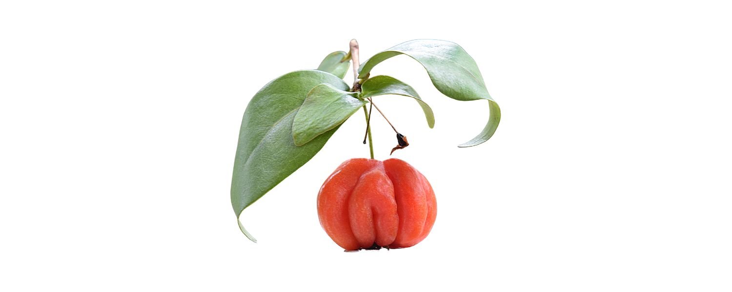 Surinam Cherry